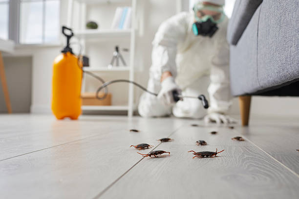 Post-Treatment Bed Bug Interceptor Monitoring in Haven